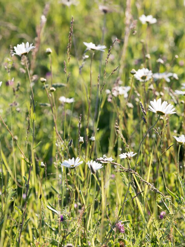 Champ_pres_de_St_Suliac-Stephane_Maillard-13766