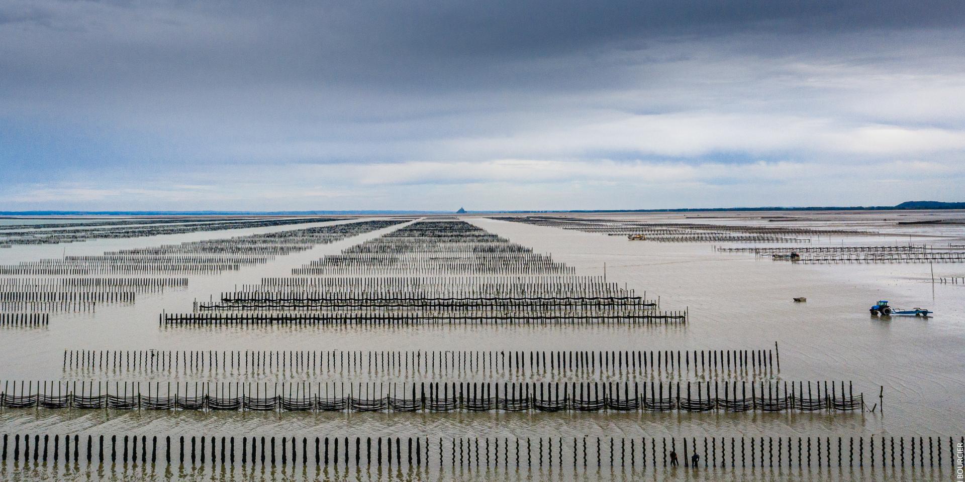 Mytiliculture - Le Vivier sur Mer- Baie du Mont Saint-Michel