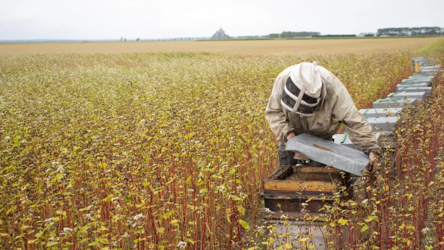 Michel - Le Manoir Des Abeilles