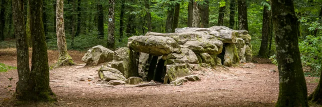 ©Rodolphe Marics - Forêt du Mesnil - Tressé