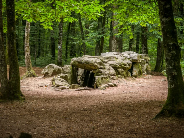 ©Rodolphe Marics - Forêt du Mesnil - Tressé