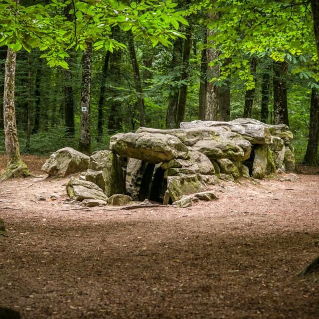 ©Rodolphe Marics - Forêt du Mesnil - Tressé