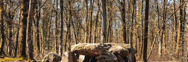 Allée couverte de la Roche aux fées en forêt du Mesnil