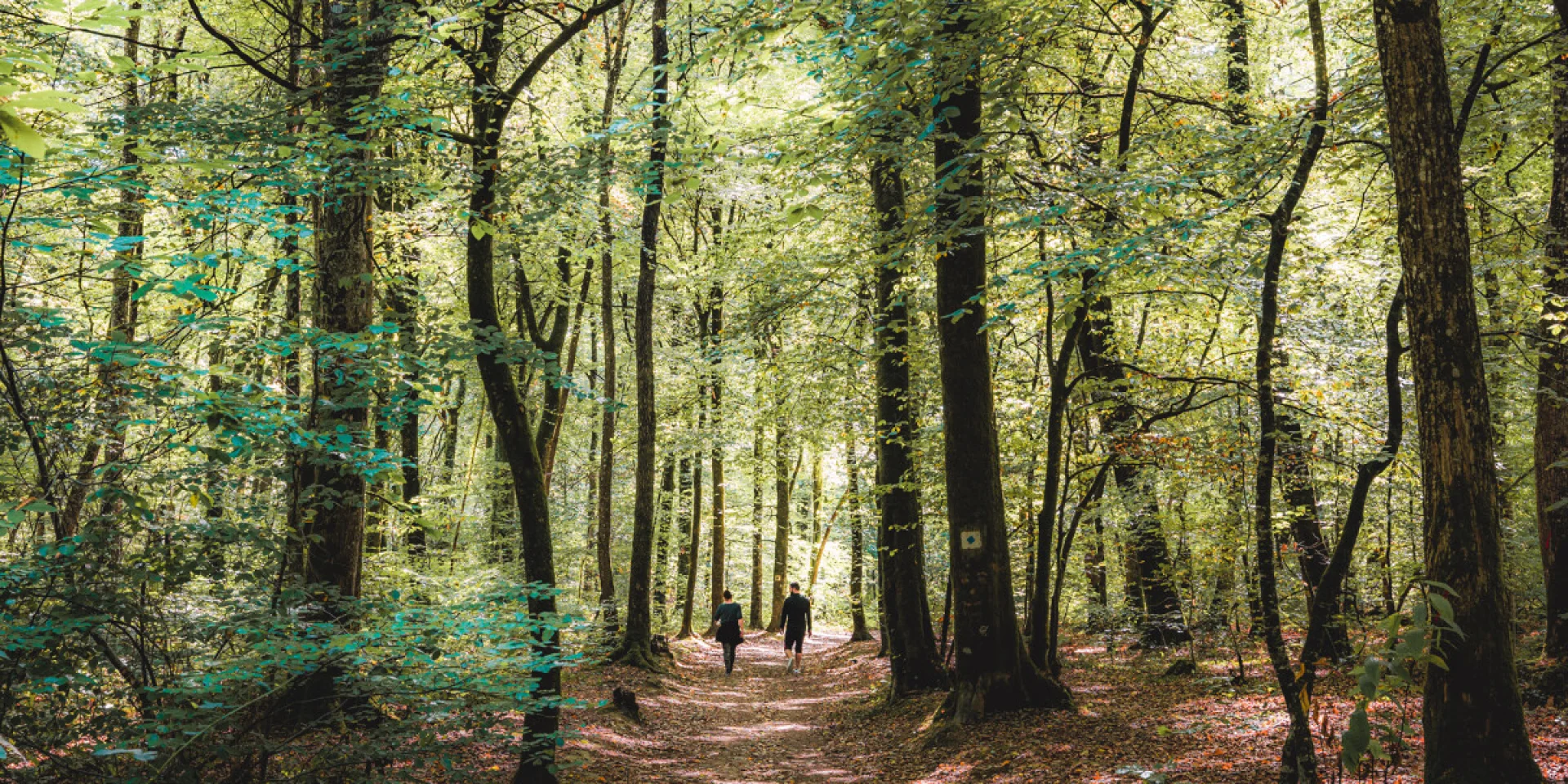 Foret De Tresse Le Tronchet
