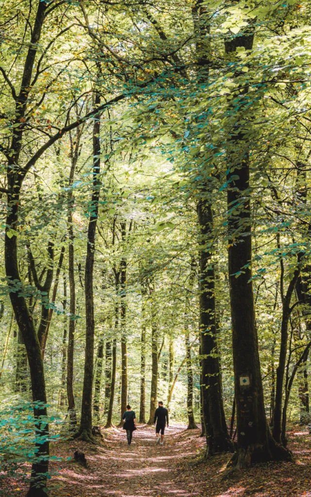 Foret De Tresse Le Tronchet Lezbroz 5256 1200px