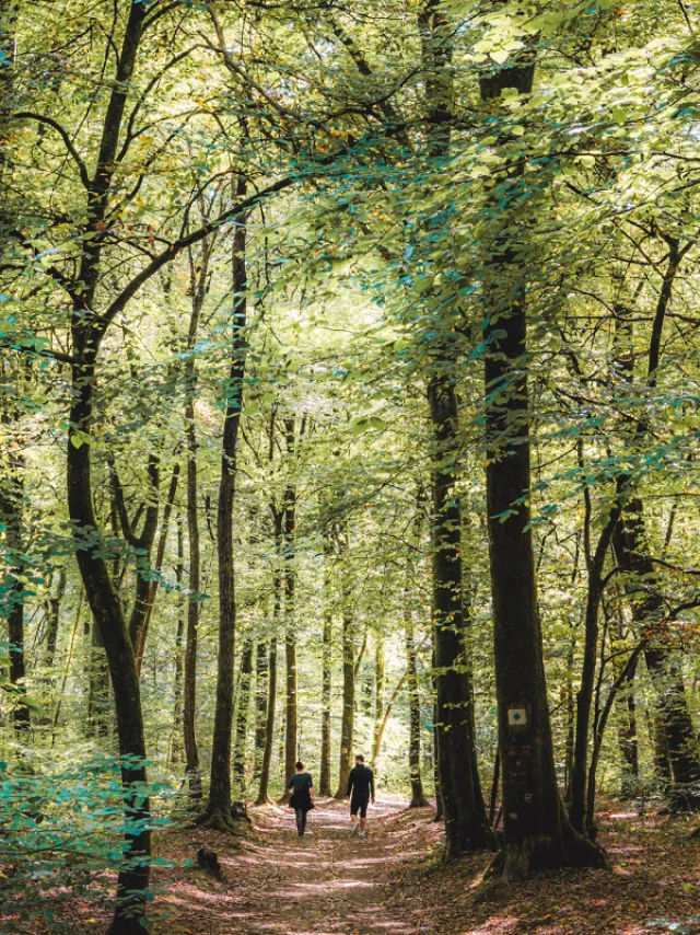 Braid Drill Le Tronchet Lezbroz 5256 1200px