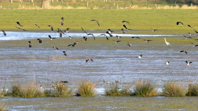 Simon Bourcier Ornithologische Exkursion Marais De Sougeal Fb