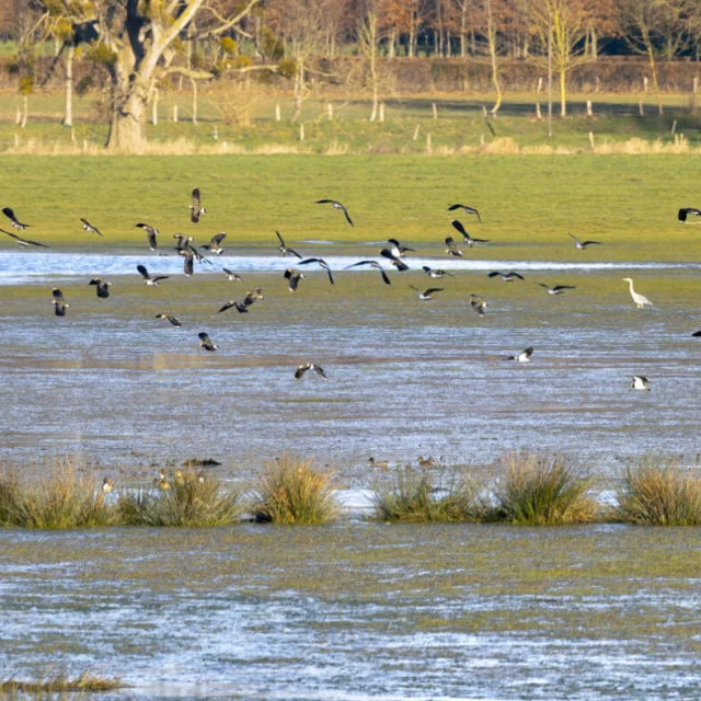 Simon Bourcier Ornithologische Exkursion Marais De Sougeal Fb