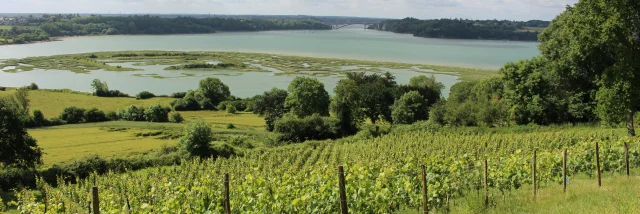 Weinberge am Mont Garrot und Wikingercamp