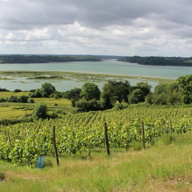 Vignes du Mont Garrot et camp Vikings