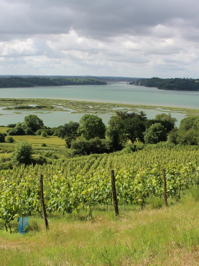 Vigneti di Mont Garrot e campo vichingo
