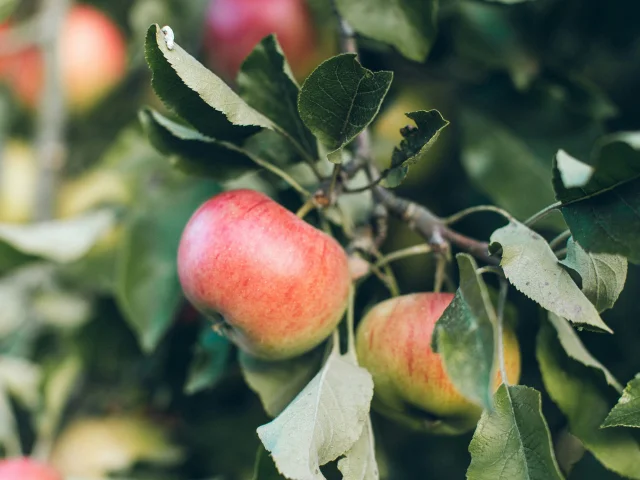 photographie pomme