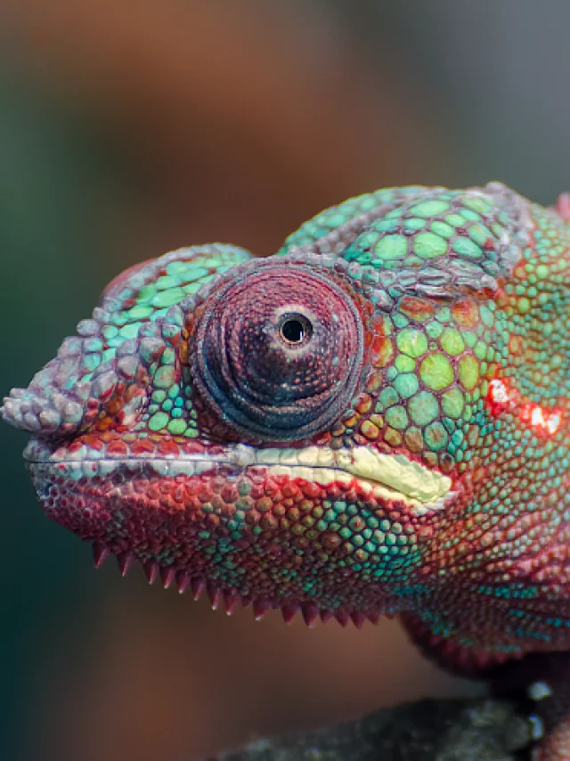Micro Zoo Cameleon Saint Malo