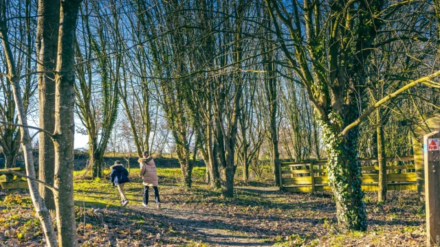 Sortie nature ornithologique dans la marais de sougeal