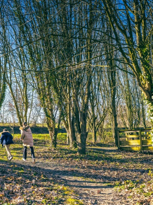 Sortie nature ornithologique dans la marais de sougeal
