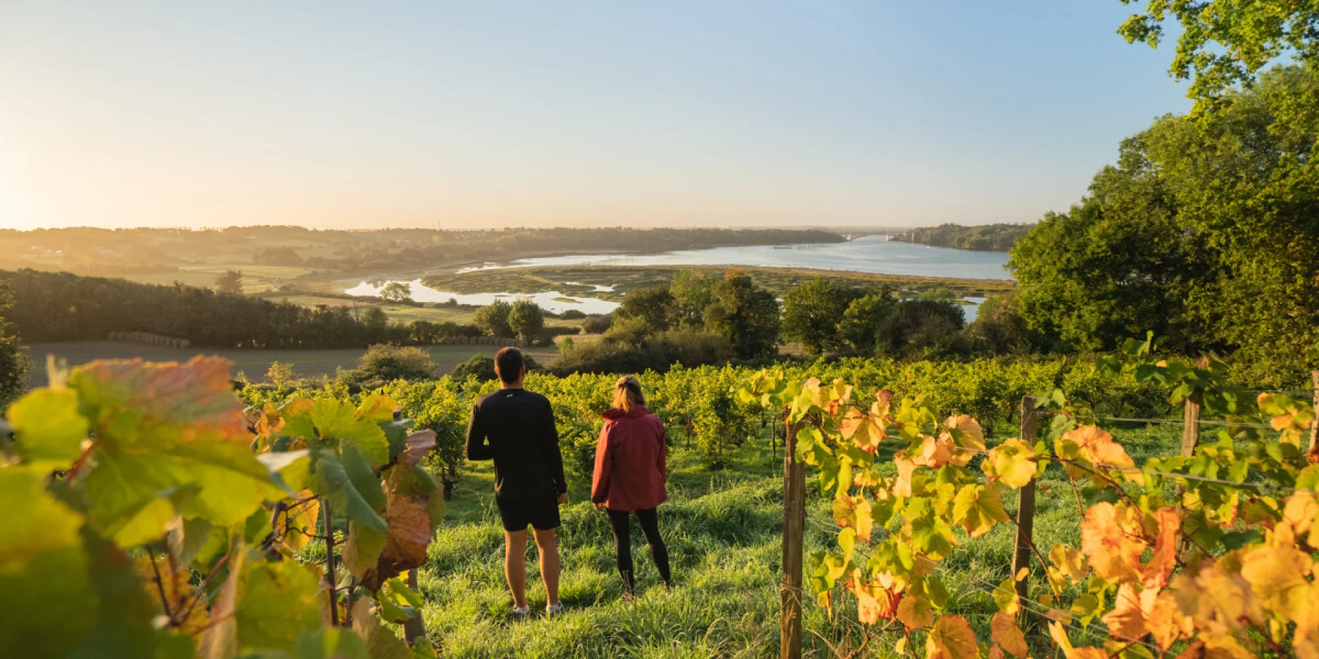 Vignes Du Clos Garrot Saint Suliac Thibault Poriel 5197 1200px