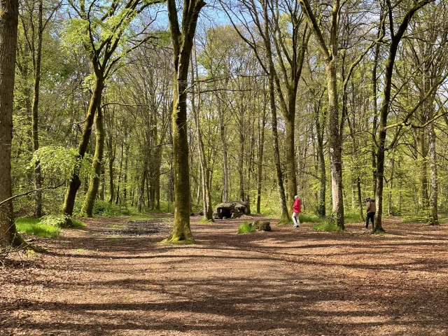 ©SMBMSM - Balade en forêt du Mesnil