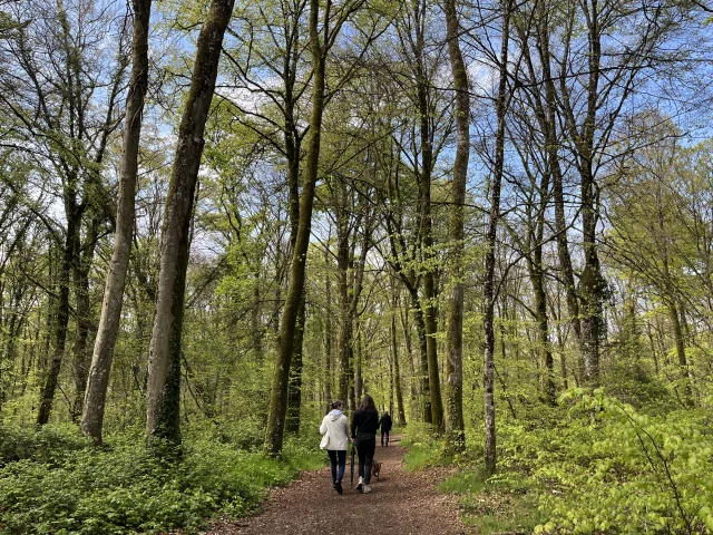 ©SMBMSM - Balade en forêt du Mesnil