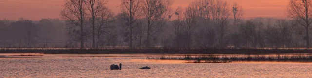 ©SMBMSM - Sougeal marsh in winter - Sougeal