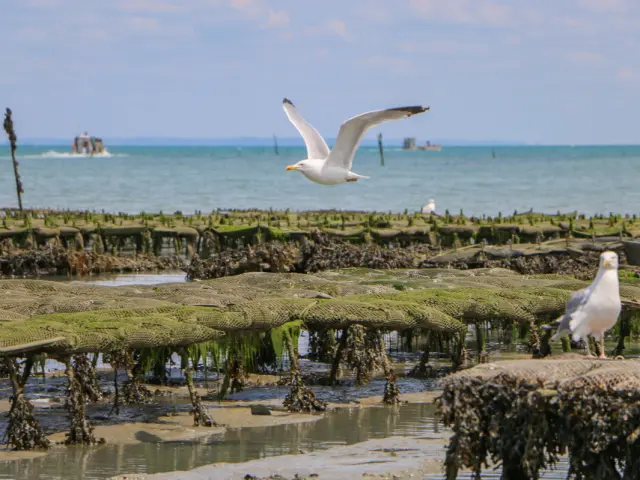 ©SMBMSM - Parcs à huîtres - Cancale
