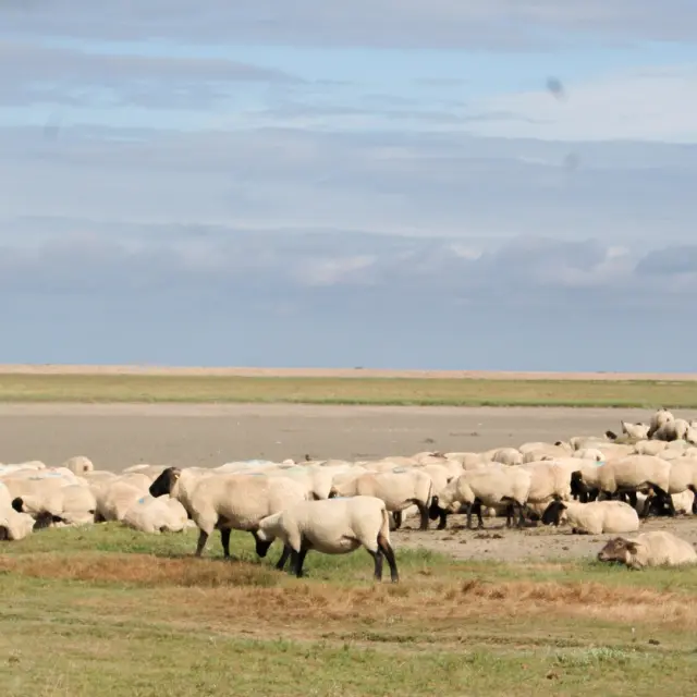 ©SMBMSM - Sortie sur le banc des hermelles