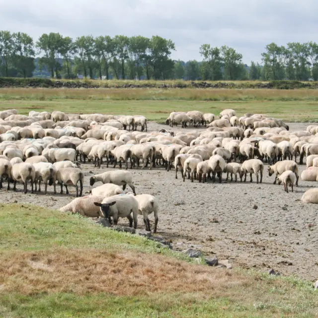 ©SMBMSM - Sortie sur le banc des hermelles