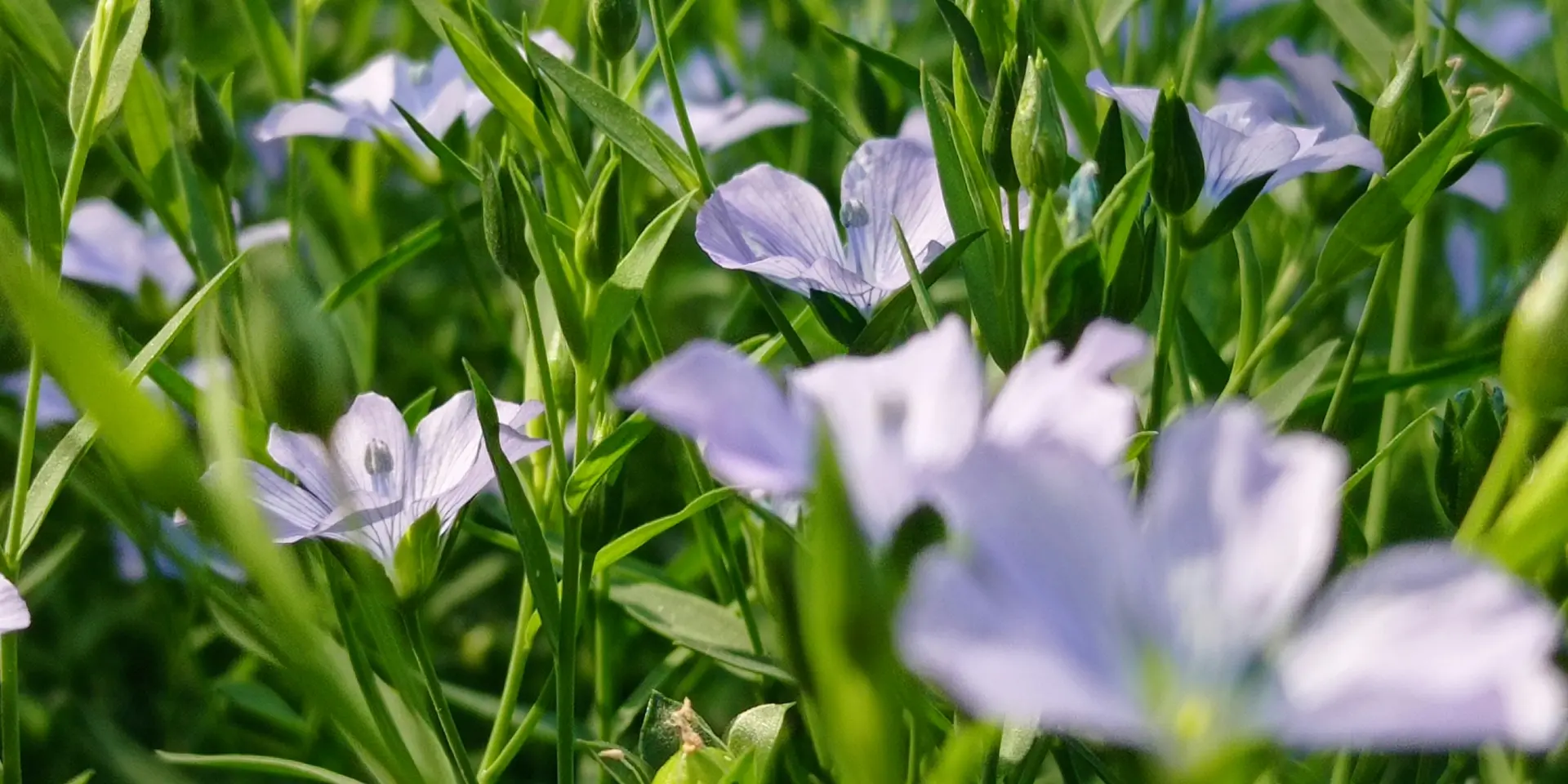 Ghulam Khairul Bashar Rvbospem 40 Unsplash