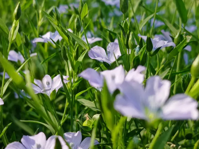 Ghulam Khairul Bashar Rvbospem 40 Unsplash