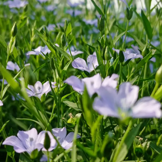 Ghulam Khairul Bashar Rvbospem 40 Unsplash