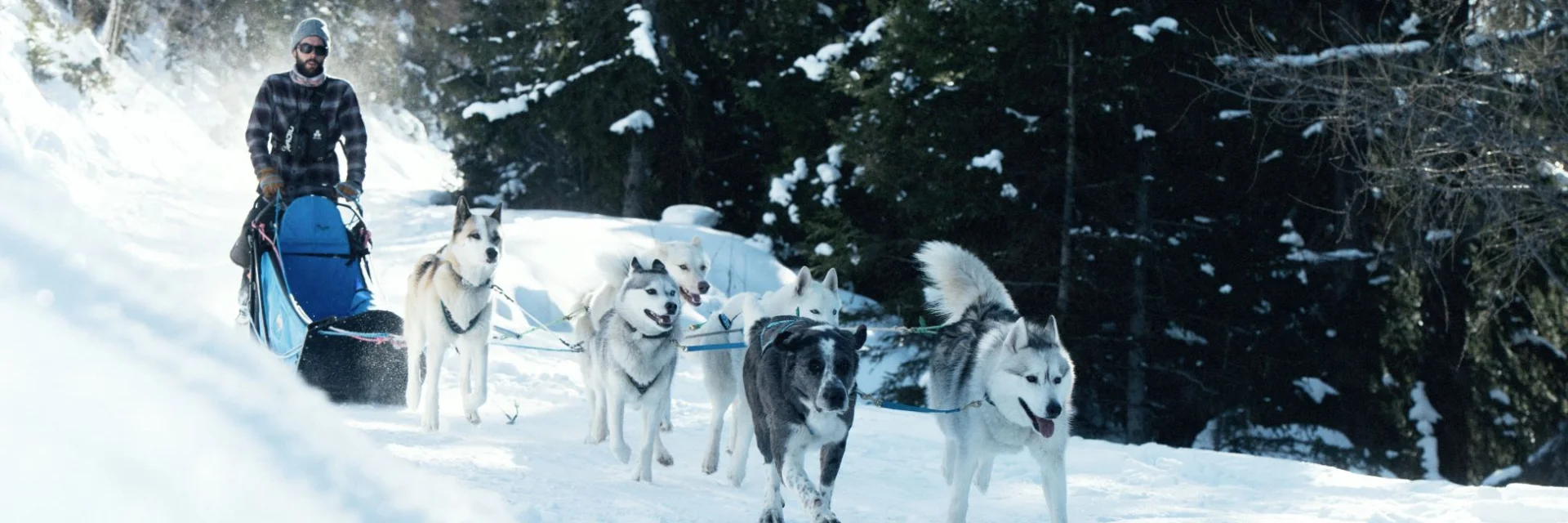 Thomas musher avec ses chiens de traineau sur les pistes de Sainte-Foy-Tarentaise