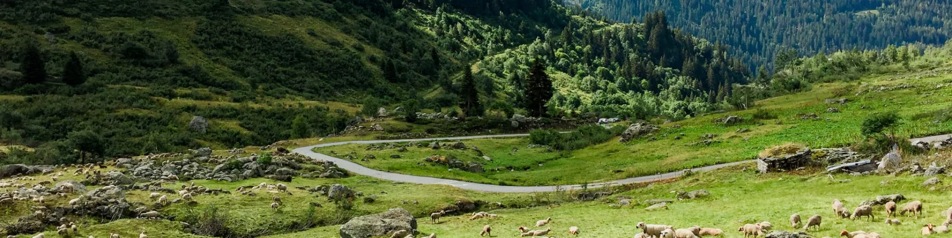 Pâturage de moutons sur les hauteurs de Sainte-Foy-Tarentaise