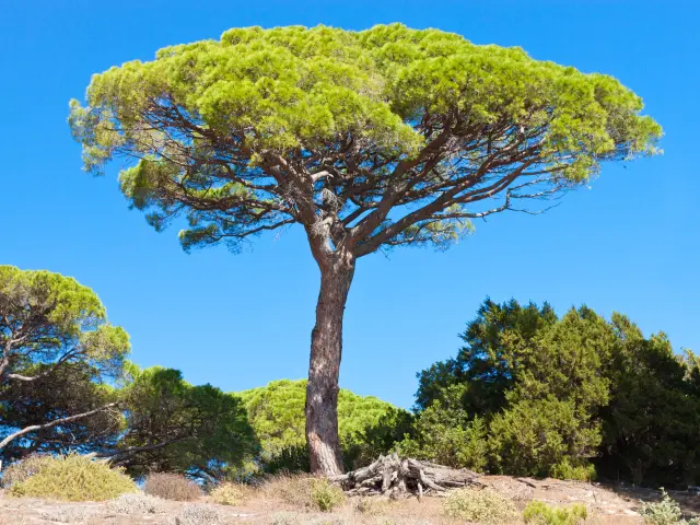 pin parasol Provence