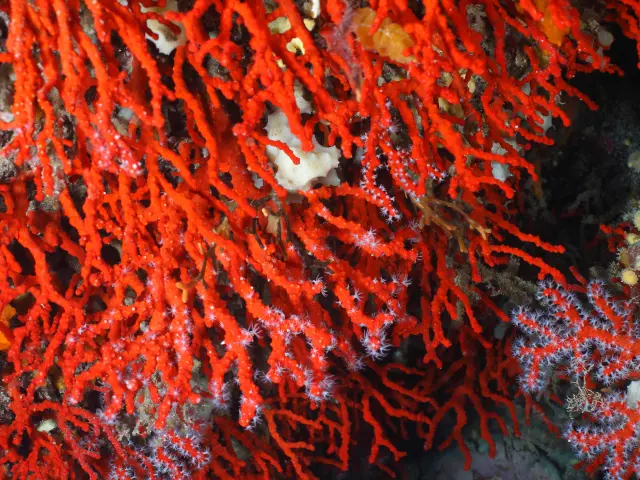 corallo rosso
