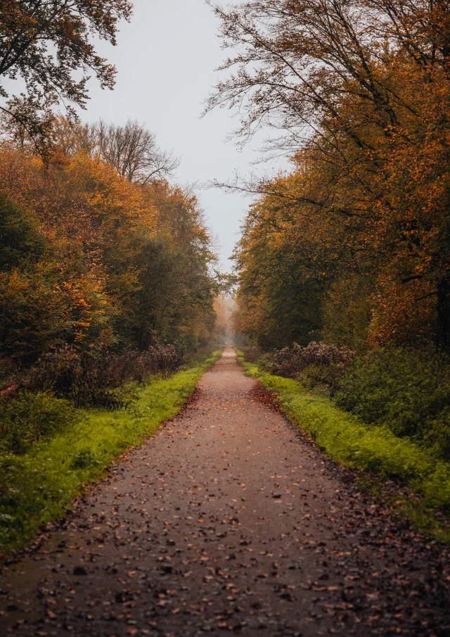 Forêt de Marly avec un temps automnal