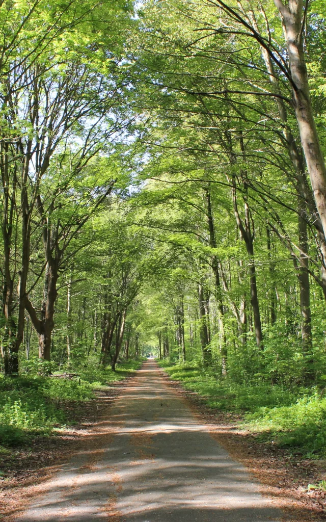 Forêt de Saint-Germain