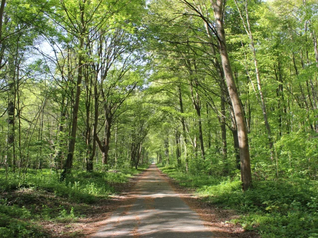 Forêt de Saint-Germain