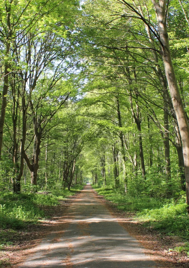 Forêt de Saint-Germain