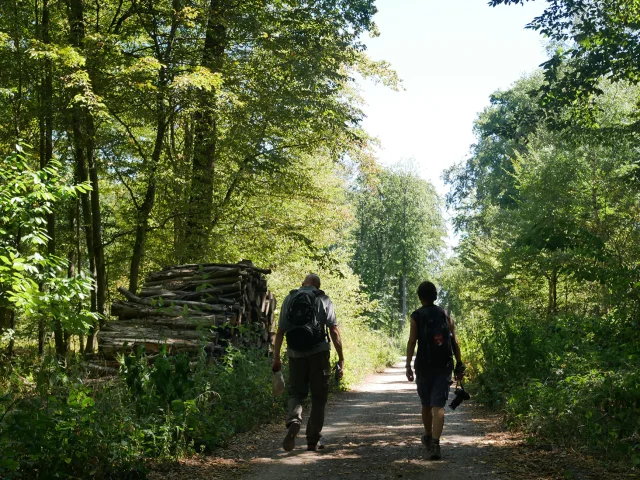 Sentier des oratoires en forêt de Saint-Germain-en-Laye