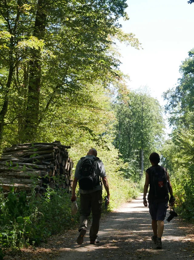 Sentier des oratoires en forêt de Saint-Germain-en-Laye