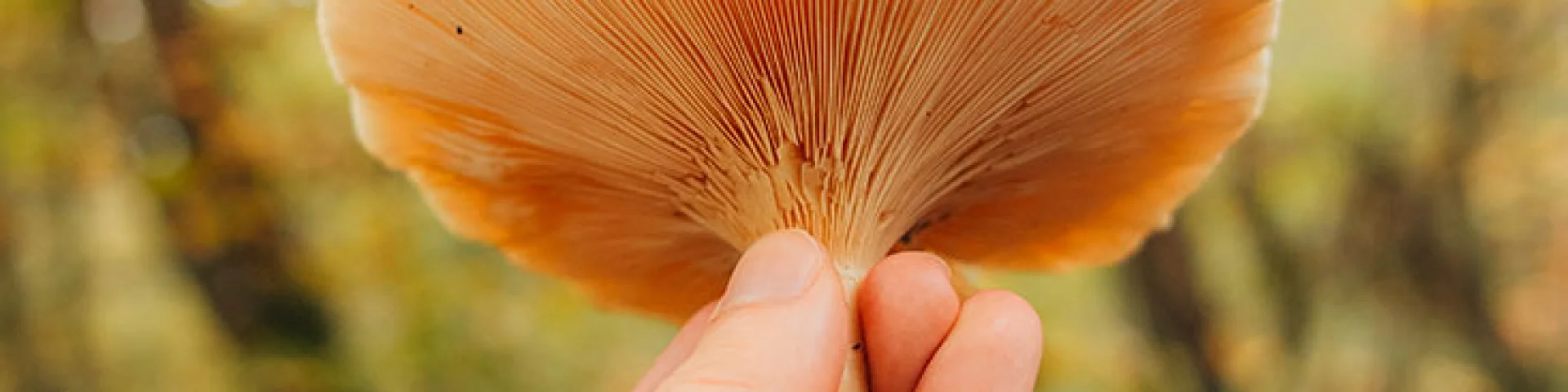 Dénicher les champignons en forêt de Marly