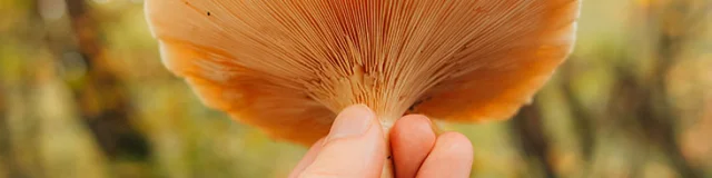 Dénicher les champignons en forêt de Marly