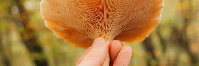 Encontrar setas en el bosque de Marly