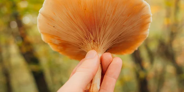 Dénicher les champignons en forêt de Marly