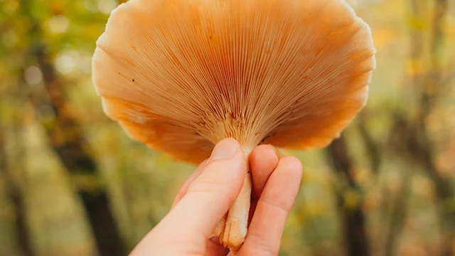 Dénicher les champignons en forêt de Marly