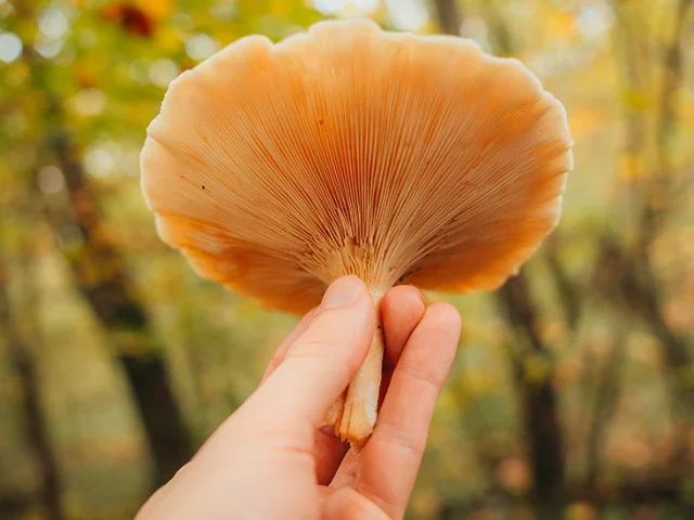 Dénicher les champignons en forêt de Marly