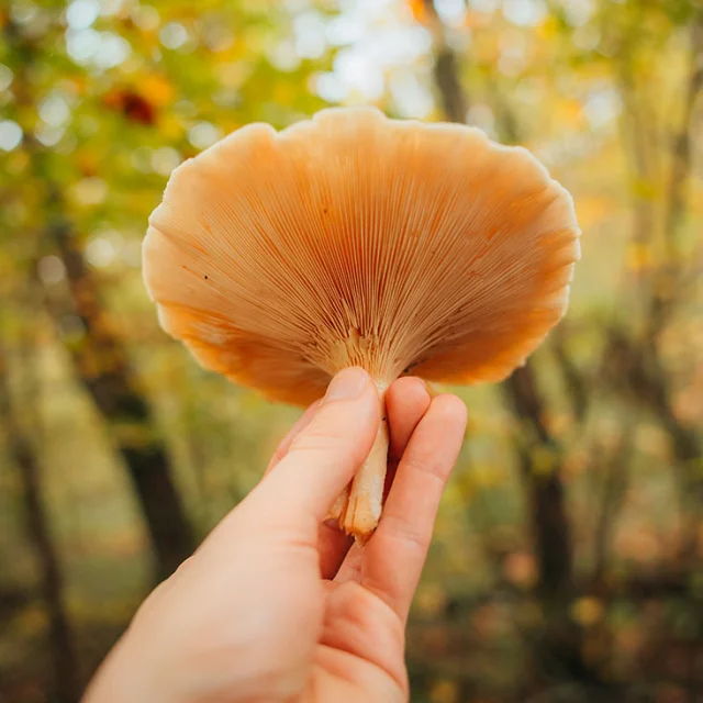 Dénicher les champignons en forêt de Marly