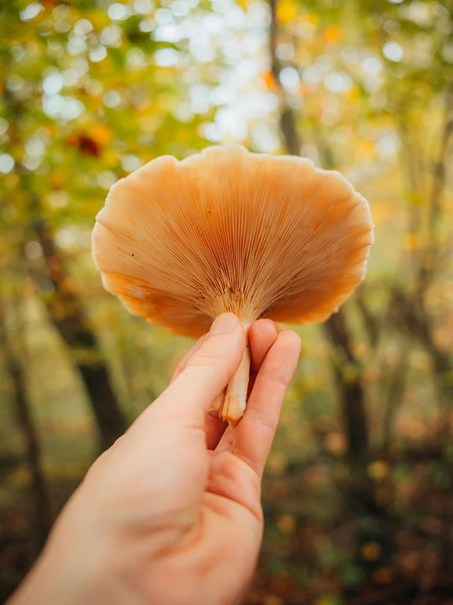 Dénicher les champignons en forêt de Marly