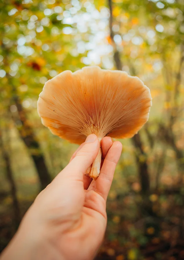 Dénicher les champignons en forêt de Marly