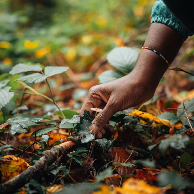 Les Champignons en forêt de Marly