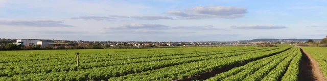 Plaine de Montesson